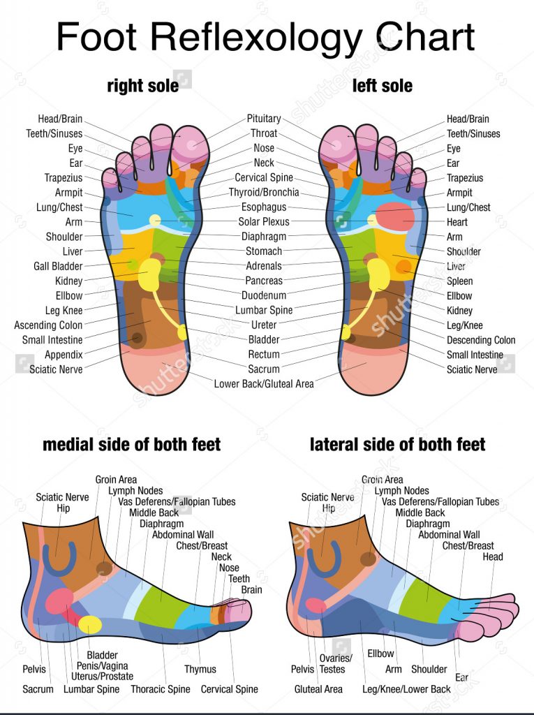 reflexology-chart-765x1024-oz-biosf-ra